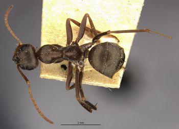 Media type: image;   Entomology 23249 Aspect: habitus dorsal view